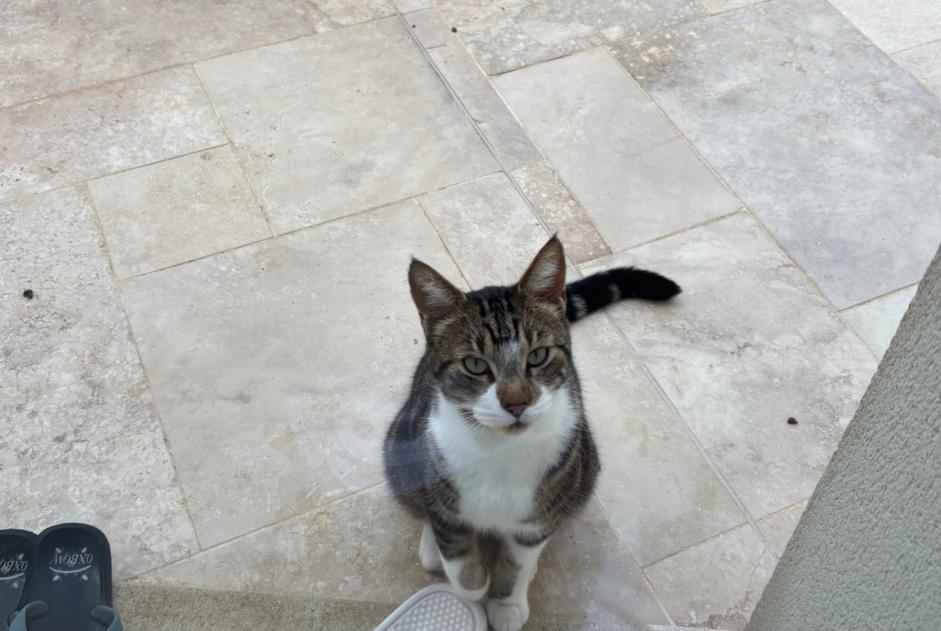 Avviso Ritrovamento Gatto Femmina Maule Francia