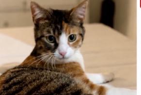 Avviso scomparsa Gatto Femmina , 2 anni Osny Francia