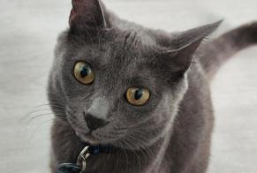 Avviso scomparsa Gatto incrocio di razze Femmina , 4 anni Limoges Francia