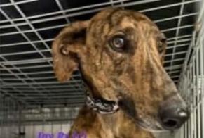 Avviso scomparsa Cane  Maschio , 2 anni Nice Francia