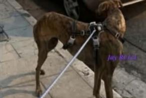 Avviso scomparsa Cane  Maschio , 2 anni Nice Francia