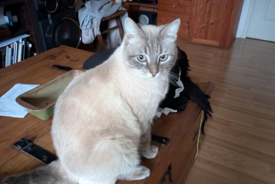 Avviso scomparsa Gatto Femmina , 5 anni Le Poujol-sur-Orb Francia