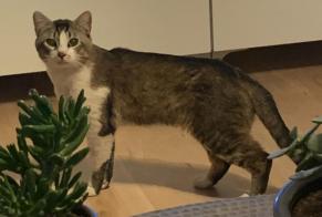 Avviso Ritrovamento Gatto Maschio , 1 anno Pomponne Francia