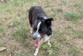 Avviso Ritrovamento Cane  Maschio Manderen-Ritzing Francia