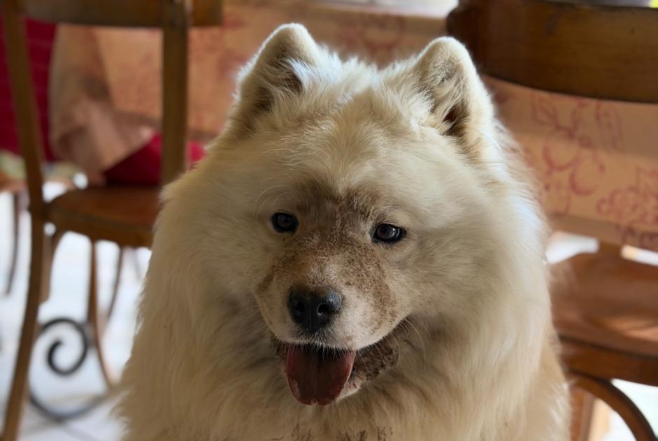 Avviso scomparsa Cane  Femmina , 3 anni Noyal-sous-Bazouges Francia