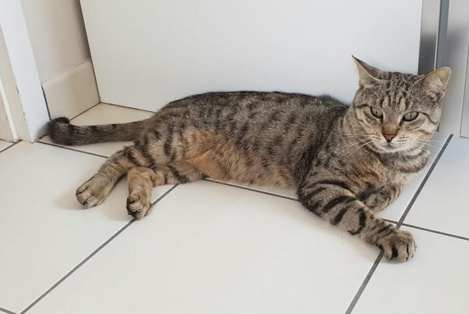 Avviso Ritrovamento Gatto Maschio La Chapelle-sur-Erdre Francia