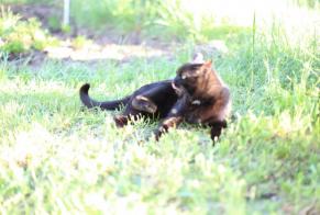Avviso scomparsa Gatto Maschio , 7 anni Le Poët-Laval Francia