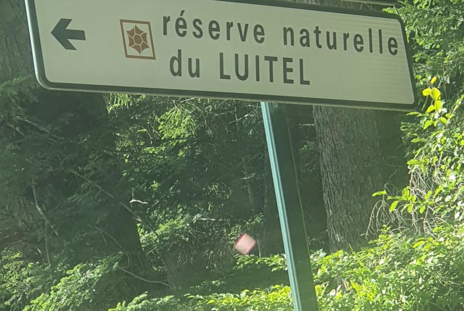 Avviso Ritrovamento Gatto Non conosciuta Saint-Martin-d'Uriage Francia