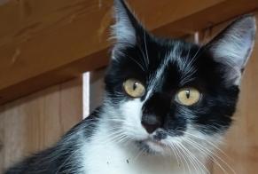 Avviso Ritrovamento Gatto Non conosciuta Lingèvres Francia