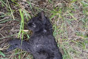 Avviso Ritrovamento Gatto Non conosciuta , 2 anni Spincourt Francia