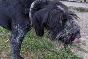 Avviso Ritrovamento Cane Maschio Beaufort Francia