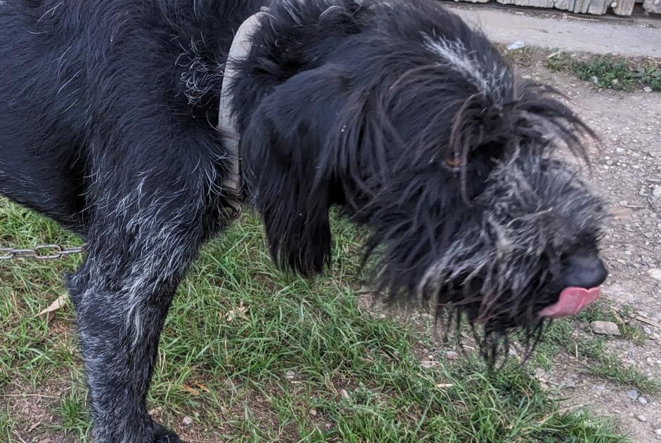 Avviso Ritrovamento Cane Maschio Beaufort Francia