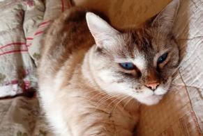 Avviso scomparsa Gatto incrocio di razze Femmina , 4 anni Gannay-sur-Loire Francia
