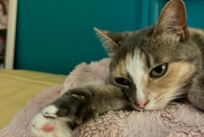 Avviso scomparsa Gatto Femmina , 6 anni Brive-la-Gaillarde Francia