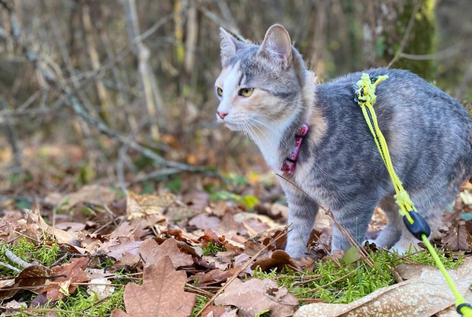 Avviso scomparsa Gatto Femmina , 6 anni Brive-la-Gaillarde Francia