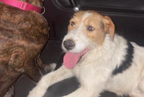 Avviso Ritrovamento Cane  Maschio Villeconin Francia