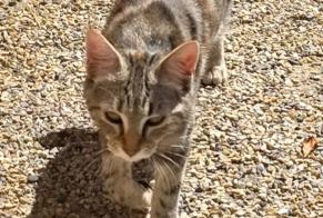 Avviso Ritrovamento Gatto Non conosciuta Domessin Francia