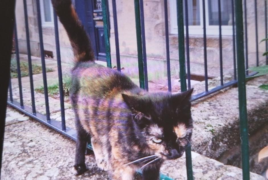 Avviso Ritrovamento Gatto Non conosciuta Alençon Francia