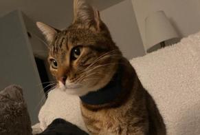 Avviso scomparsa Gatto  Maschio , 8 anni Loury Francia