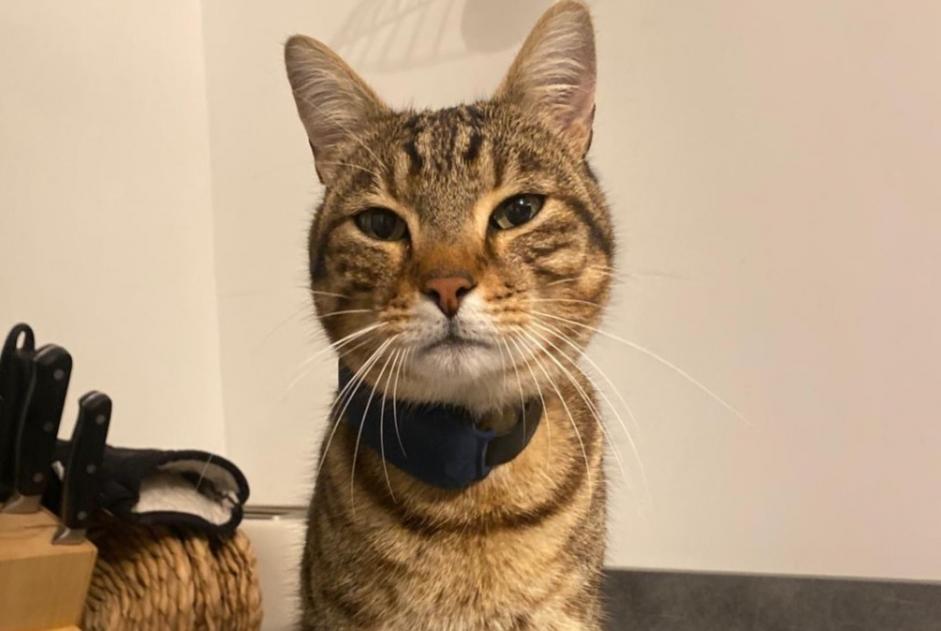 Avviso scomparsa Gatto  Maschio , 8 anni Loury Francia