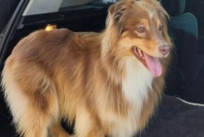 Avviso scomparsa Cane  Femmina , 4 anni Rodilhan Francia