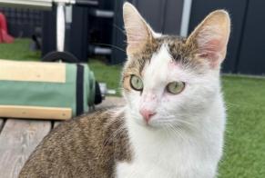 Avviso scomparsa Gatto Maschio , 2 anni Grenade Francia