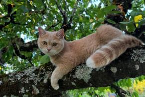 Avviso scomparsa Gatto  Maschio , 2 anni Marly Francia