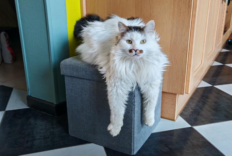 Avviso scomparsa Gatto incrocio di razze Maschio , 10 anni Mesnil-en-Ouche Francia