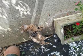 Avviso Ritrovamento Gatto Femmina Saint-Trojan Francia
