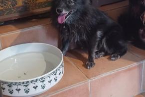Avviso Ritrovamento Cane  Femmina Saint-Clair Francia