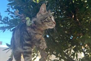 Avviso scomparsa Gatto  Femmina , 1 anni Nîmes Francia