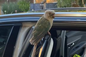 Avviso Ritrovamento Uccello Non conosciuta Chaînée-des-Coupis Francia