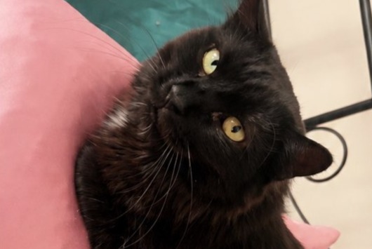 Avviso scomparsa Gatto Femmina , 5 anni Dessenheim Francia