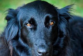 Avviso scomparsa Cane incrocio di razze Femmina , 8 anni Sauve Francia