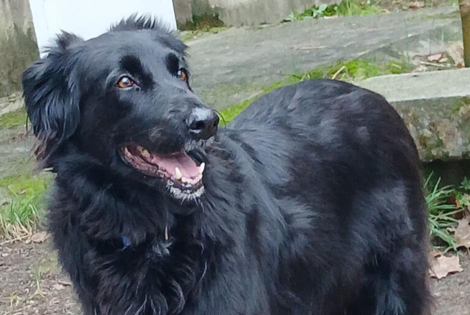 Avviso scomparsa Cane incrocio di razze Femmina , 8 anni Sauve Francia