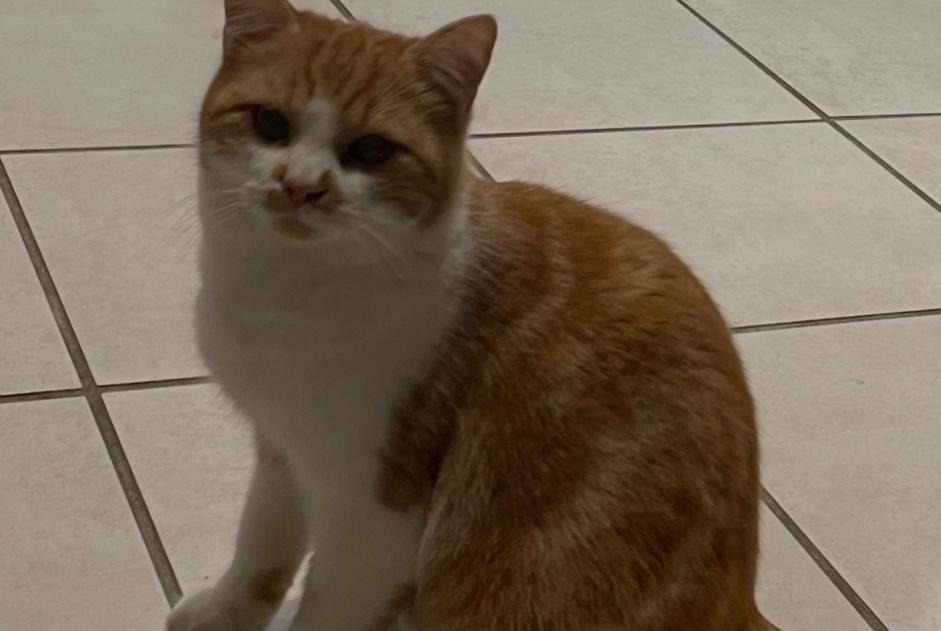 Avviso scomparsa Gatto incrocio di razze Maschio , 1 anni Saint-Didier-de-la-Tour Francia