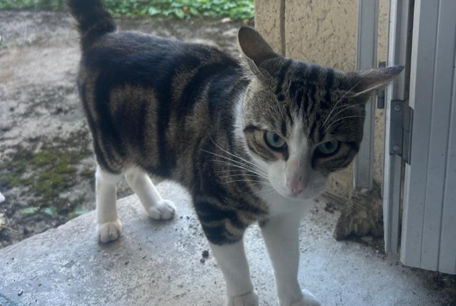 Avviso Ritrovamento Gatto Maschio , 2 anni Alfortville Francia