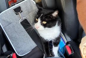Avviso scomparsa Gatto incrocio di razze Maschio , 7 anni Farges Francia