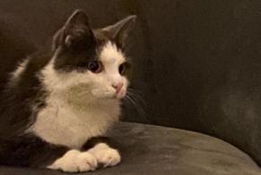 Avviso scomparsa Gatto Maschio , 3 anni Trouville-sur-Mer Francia