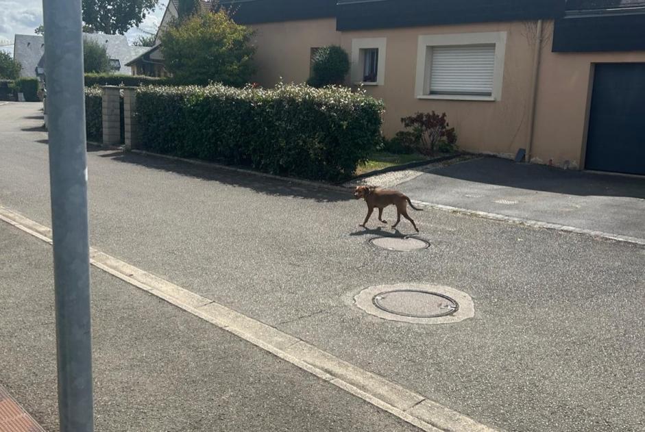 Avviso Ritrovamento Cane incrocio di razze Maschio L'Huisserie Francia
