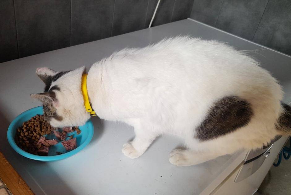 Avviso scomparsa Gatto incrocio di razze Maschio , 11 anni Chambost-Allières Francia