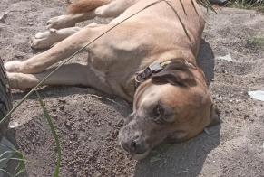 Avviso scomparsa Cane incrocio di razze Maschio , 5 anni Montpezat Francia