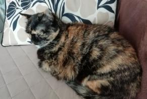 Avviso scomparsa Gatto  Femmina , 14 anni Idron Francia
