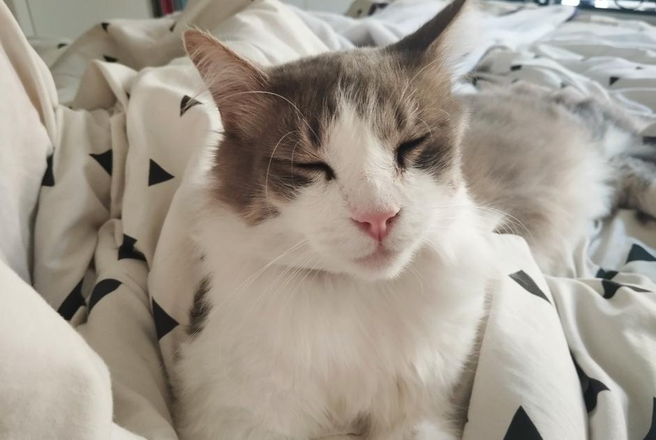 Avviso Ritrovamento Gatto incrocio di razze Maschio Sigean Francia