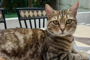 Avviso scomparsa Gatto incrocio di razze Femmina , 8 anni L'Escarène Francia