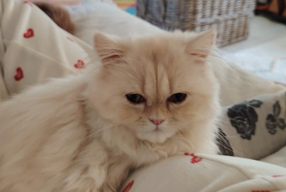 Avviso scomparsa Gatto  Maschio , 1 anni Lanester Francia
