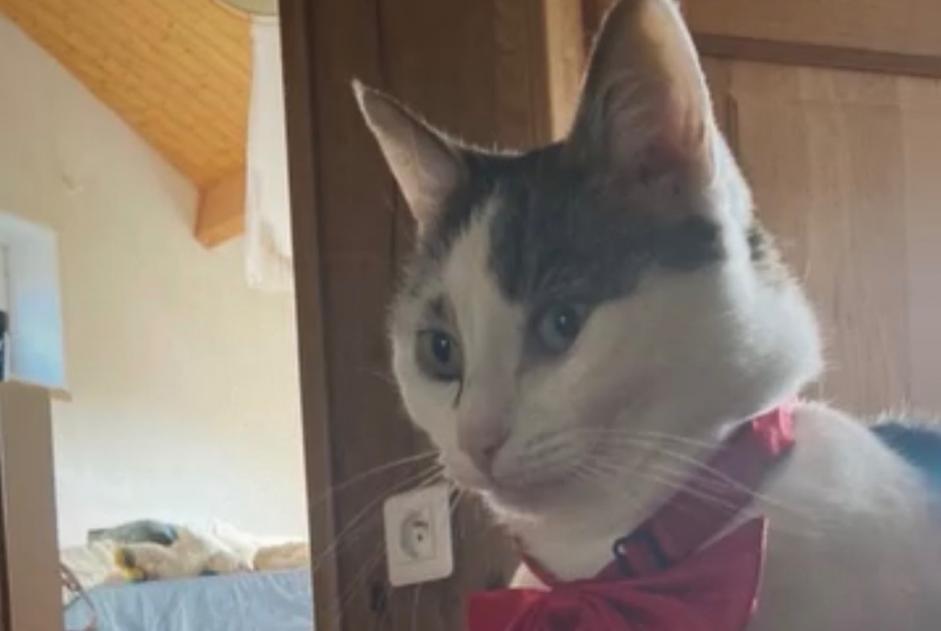 Avviso scomparsa Gatto  Femmina , 7 anni Saint-Brice Francia