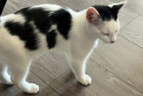 Avviso Ritrovamento Gatto incrocio di razze Maschio Bousse Francia