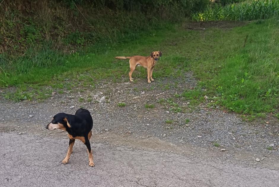 Avviso Ritrovamento Cane Non conosciuta Saint-Jean-d'Elle Francia