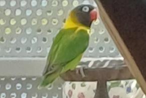 Avviso Ritrovamento Uccello Non conosciuta Rennes Francia